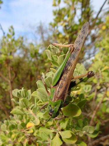 Réf. 335 422 : Locusta migratoria